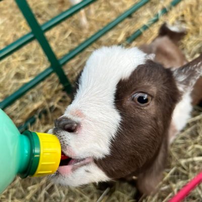 Feeding time at Dalscone Farm